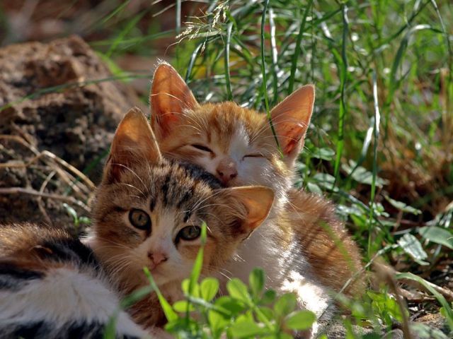 These funny animals (36 pics)