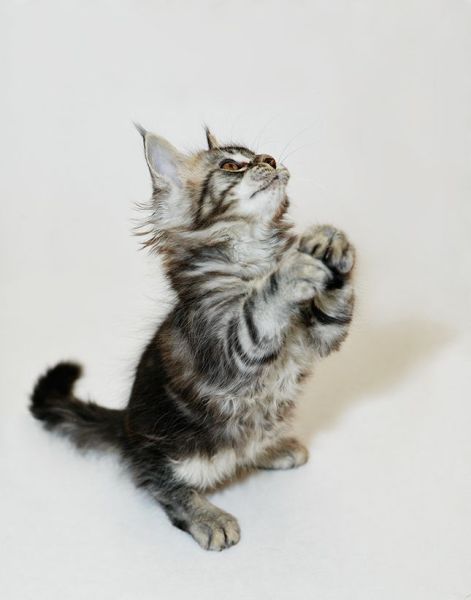 These funny animals (36 pics)