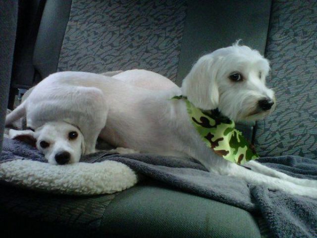 These funny animals (36 pics)