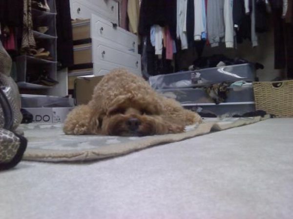 These funny animals (36 pics)