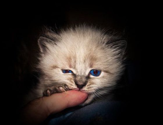 These funny animals (36 pics)