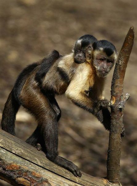 These funny animals (36 pics)