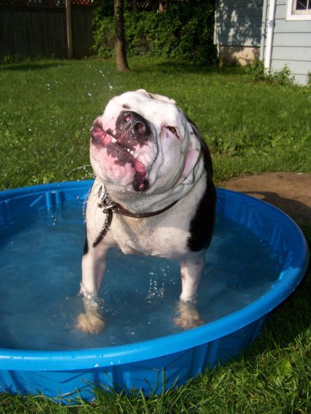 These funny animals (36 pics)