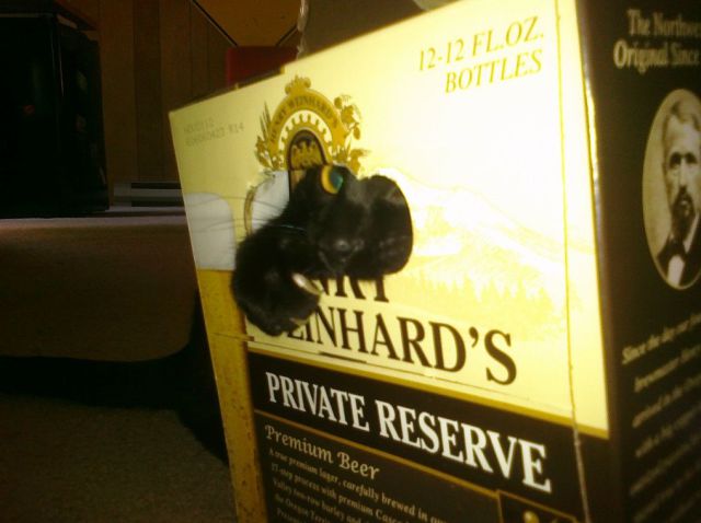 These funny animals (36 pics)