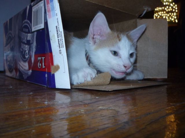 These funny animals (36 pics)