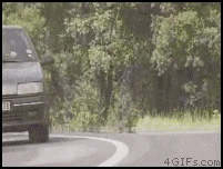 Friday Gif Collection (41 gifs)