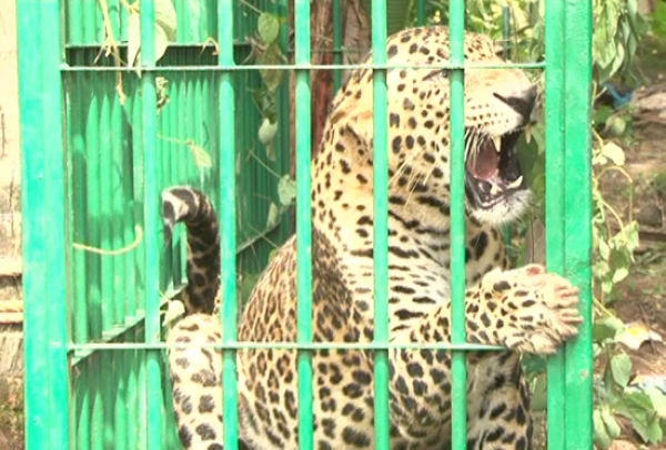 Leopard and Dog Caged in Open Well (6 pics)