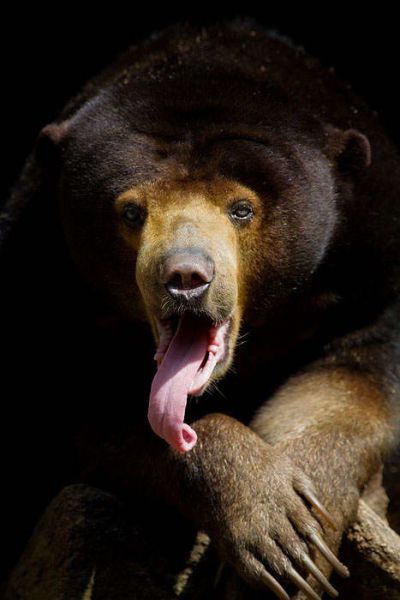 Teddy Bears (88 pics)