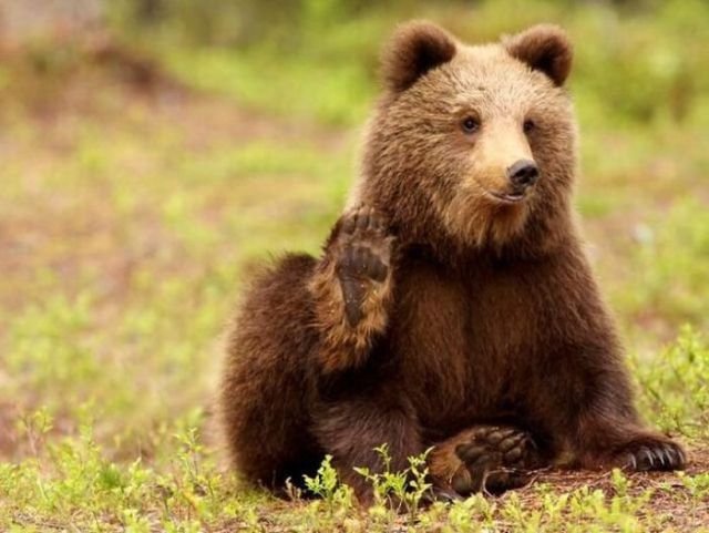 Teddy Bears (88 pics)