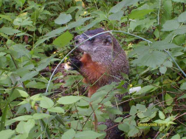 the caremal roll thief (5 pics)