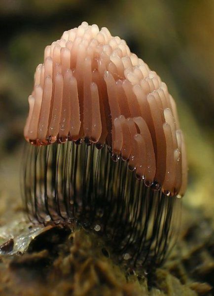 Who Knew Mushrooms Could Be So Beautiful? (63 pics)