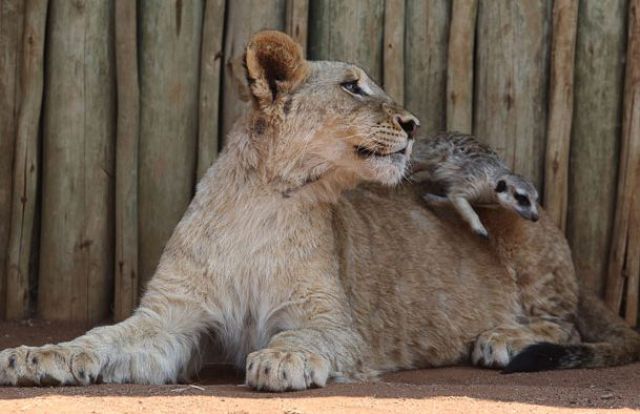 Best Buddies: Lion Cub and a Meerkat (7 pics)