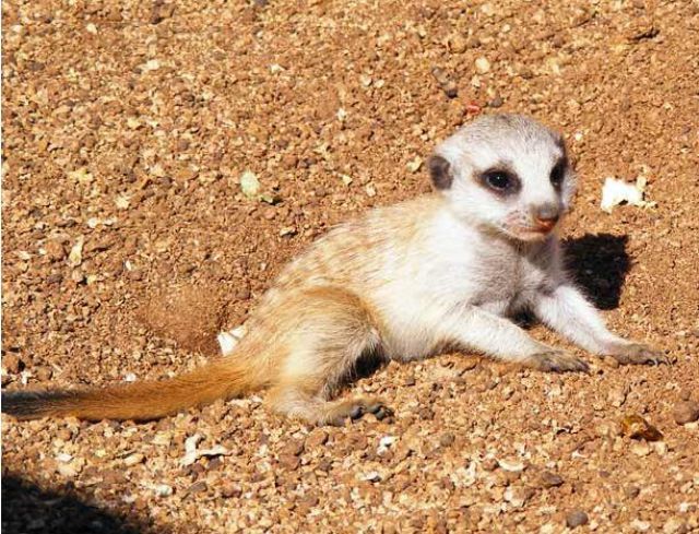 Best Buddies: Lion Cub and a Meerkat (7 pics)