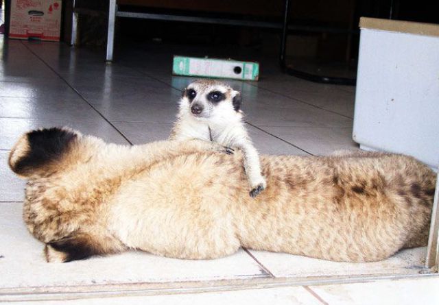 Best Buddies: Lion Cub and a Meerkat (7 pics)