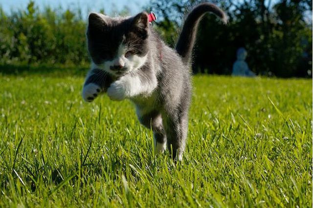 One Blind Cat (13 pics)