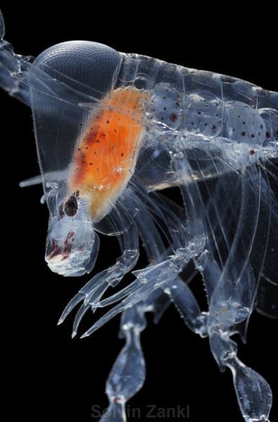 Deep Sea Monsters (32 pics)