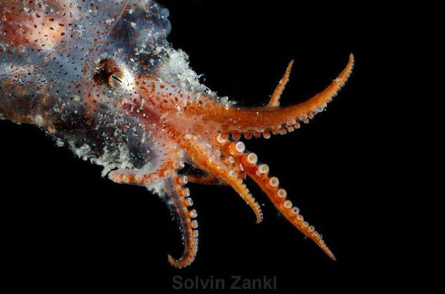 Deep Sea Monsters (32 pics)