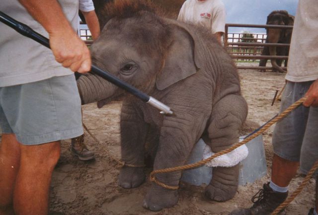 How Baby Elephants Learn Tricks (24 pics)