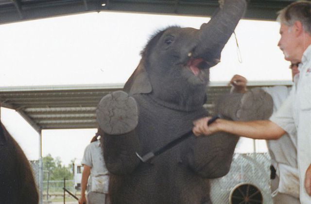 How Baby Elephants Learn Tricks (24 pics)