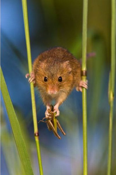Secret Life of Harvest Mice (17 pics)