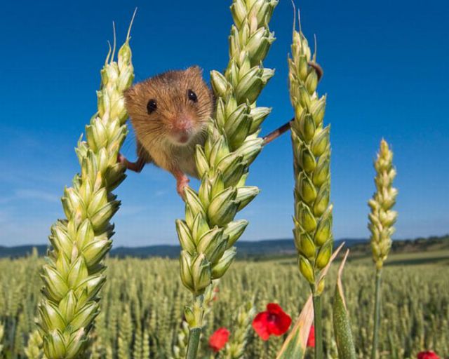 Secret Life of Harvest Mice (17 pics)