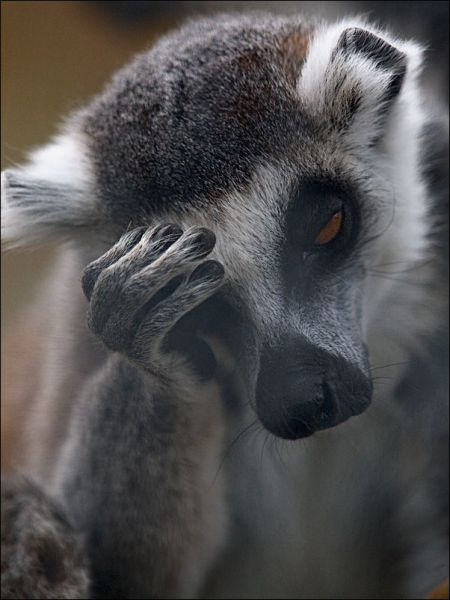 People and Animals: Hilarious Facepalms (40 pics)