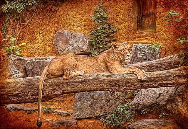Beautiful HDR Photography of Animals (60 pics)