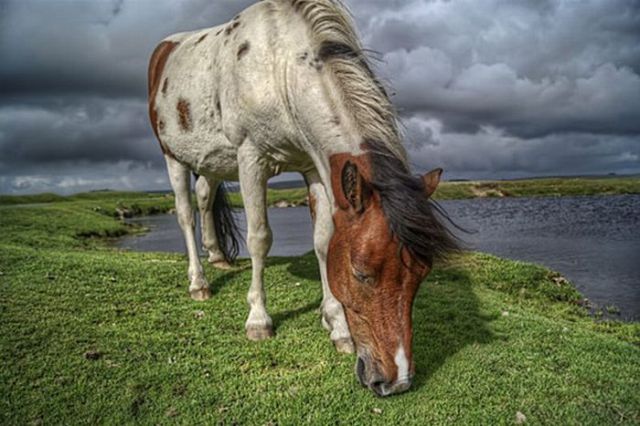 Beautiful HDR Photography of Animals (60 pics)