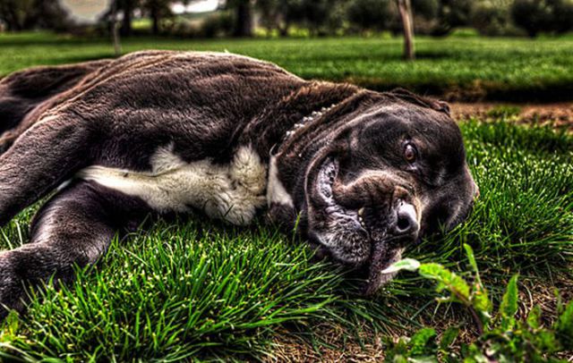 Beautiful HDR Photography of Animals (60 pics)