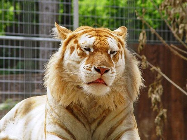 Beautiful Golden Tabby Tiger (8 pics)