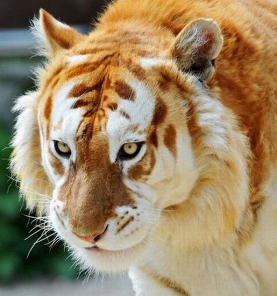 Beautiful Golden Tabby Tiger (8 pics)