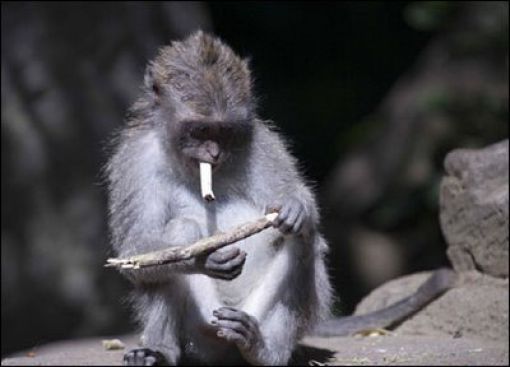 Monkeys Who Smoke (25 pics)