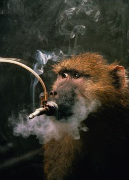 Monkeys Who Smoke (25 pics)