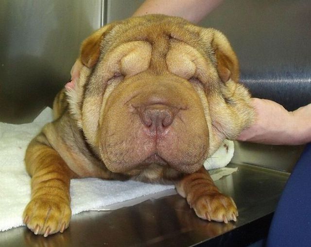 Plastic Surgery for the Dog (2 pics)