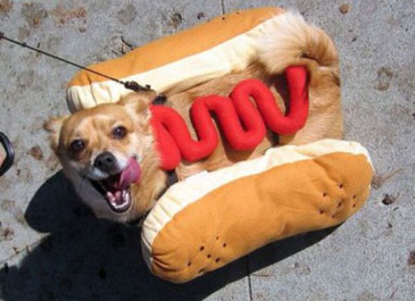 The Food is Going to the Dogs (53 pics)