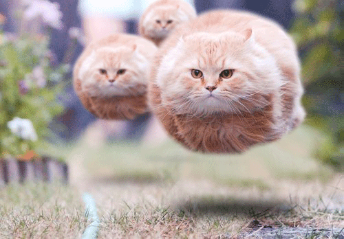 Cats Can Fly (14 pics)