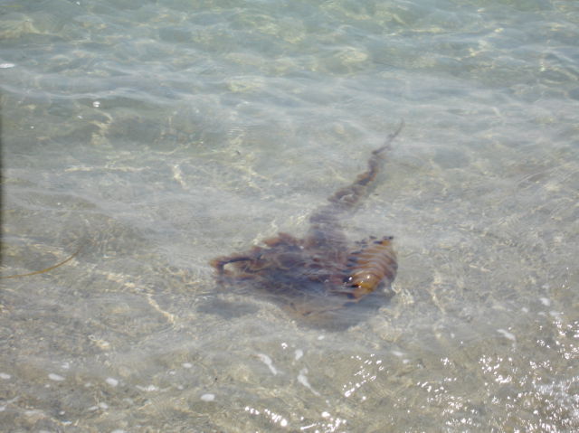 A very big Jellyfish!!! (12 pics)