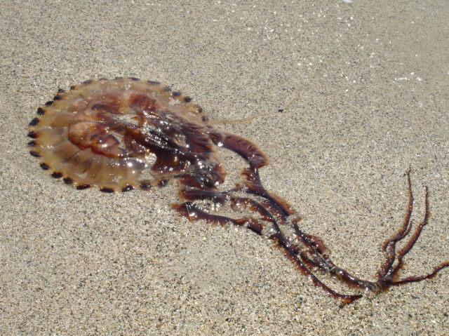 A very big Jellyfish!!! (12 pics)