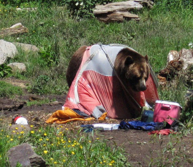 Bears Pay a Visit to Tourists (6 pics)