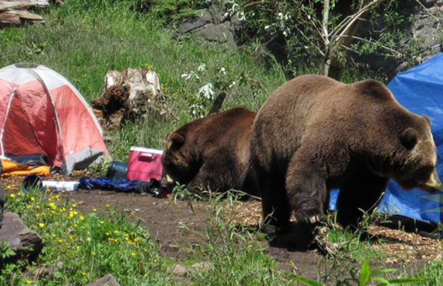Bears Pay a Visit to Tourists (6 pics)
