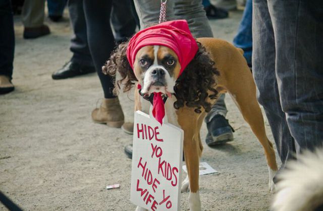 Meet Antoine Dogson! (10 pics)