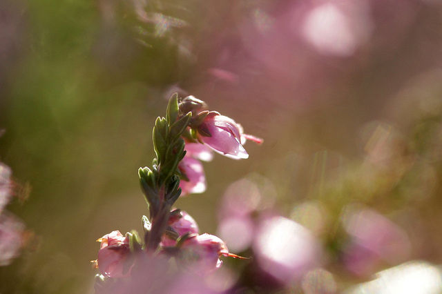 Nature in Belgium (15 pics)