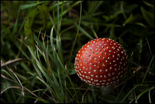 Nature in Belgium (15 pics)