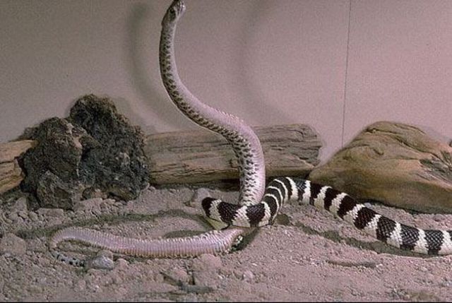 California Kingsnake in a Fight with a Rattlesnake