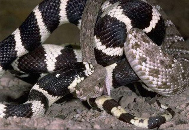 California Kingsnake in a Fight with a Rattlesnake