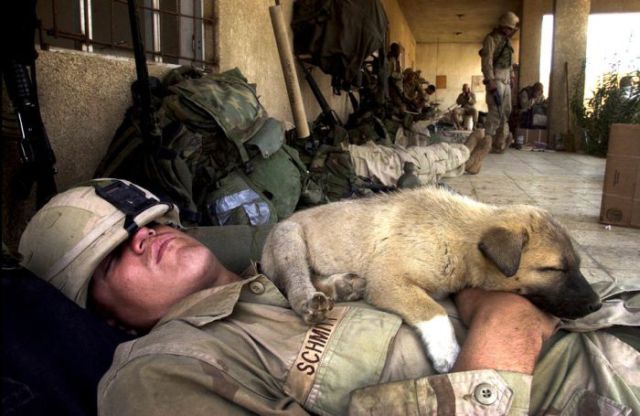 War Animals (66 pics) - Izismile.com