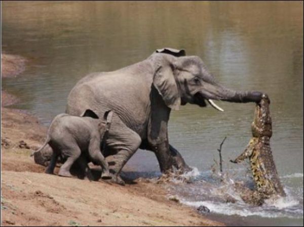 Elephant vs Crocodile