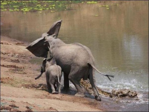 Elephant vs Crocodile