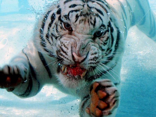 Amazing Animal Close-ups