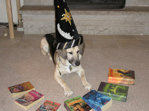 Pets Wizards